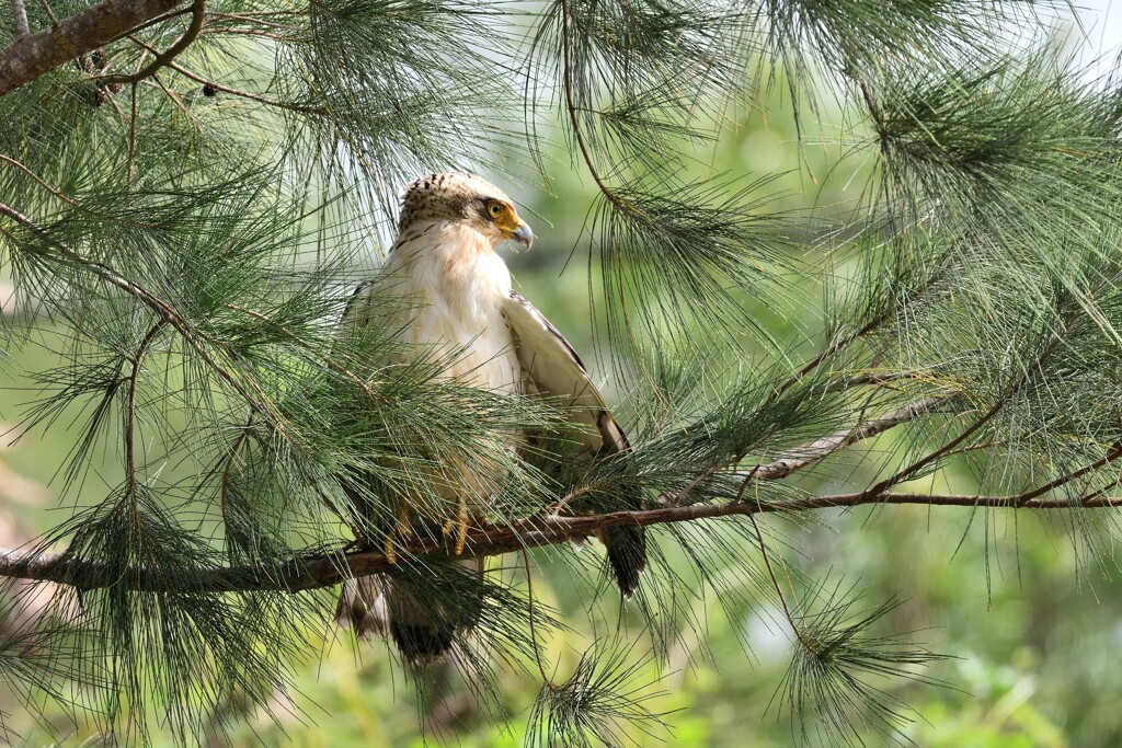 カンムリワシ 幼鳥