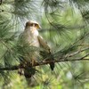 カンムリワシ 幼鳥