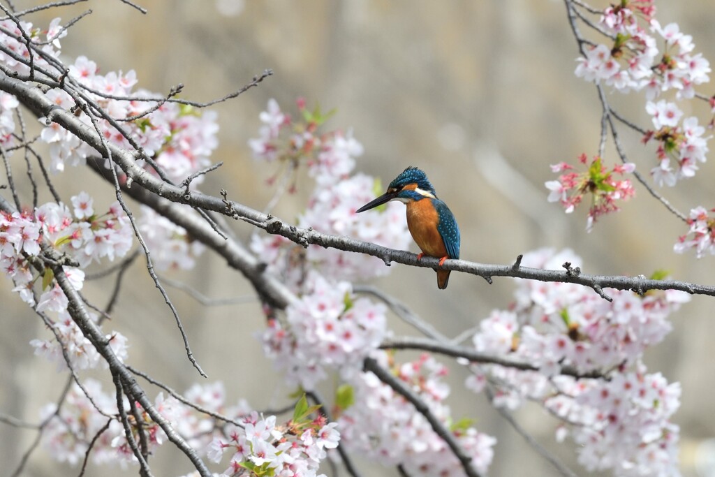 桜とカワセミ