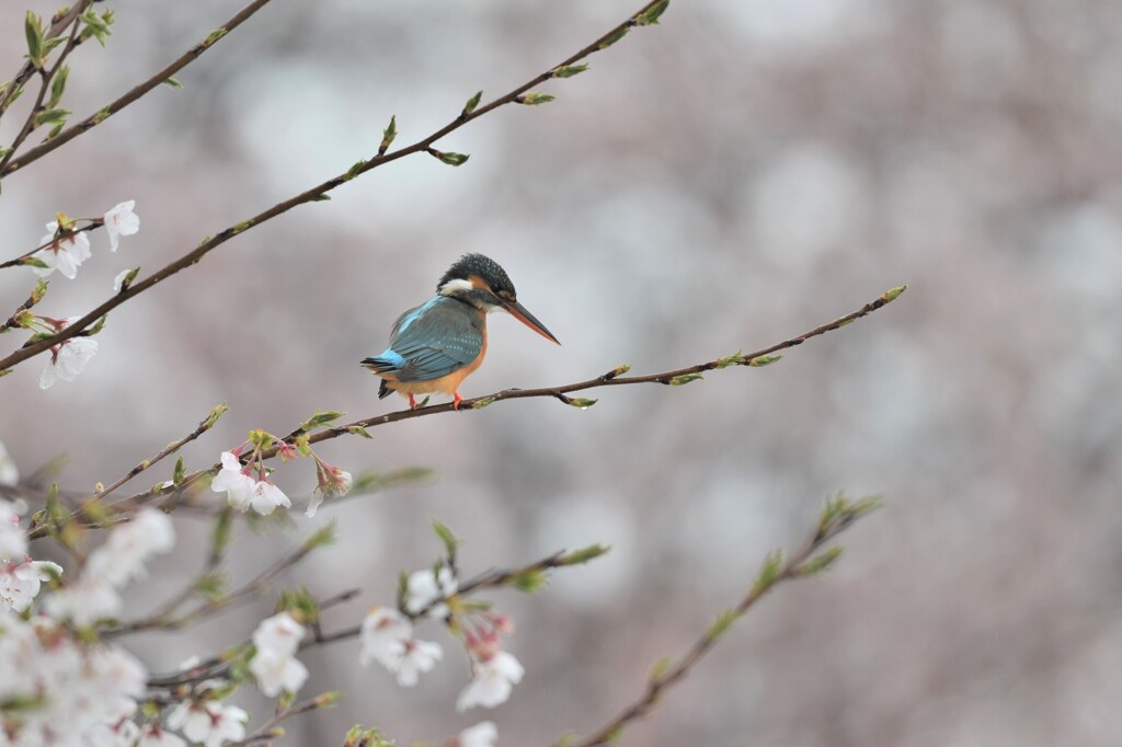 カワセミ