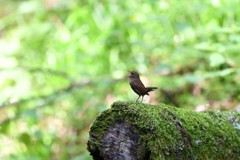 綺麗な声です　１