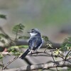 リュウキュウサンショウクイ