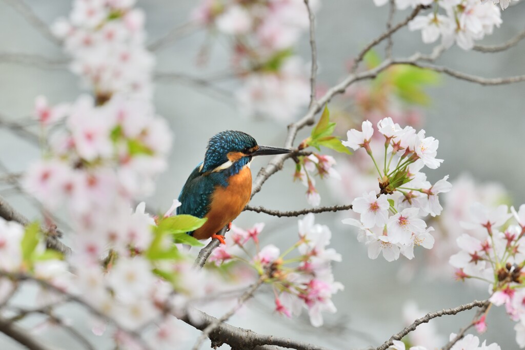 桜とカワセミ