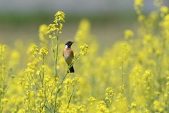 ノビタキ ゆらり