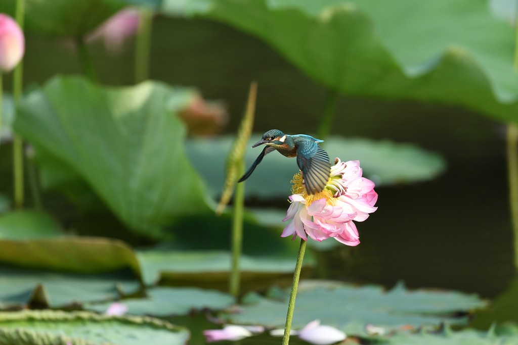 カワセミ　飛んだ