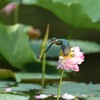 カワセミ　飛んだ