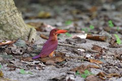 リュウキュウアカショウビン　美味しい？