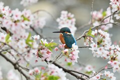 桜とカワセミ