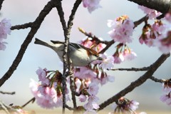 ニュウナイスズメ　器用です