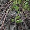ナンヨウショウビン
