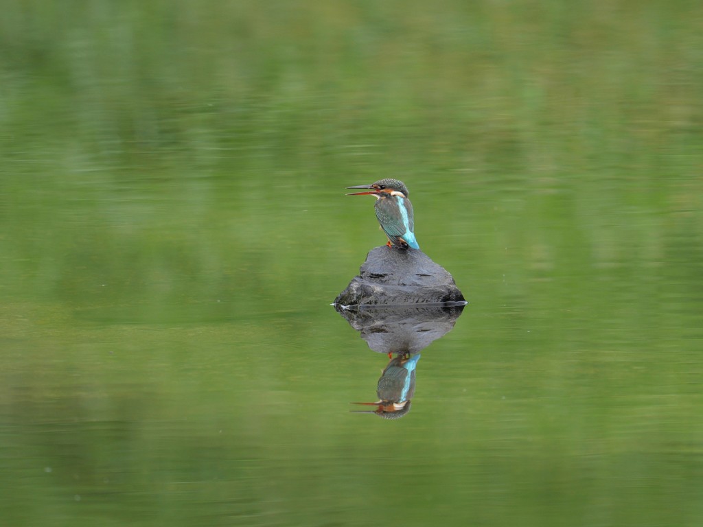 一鳴き