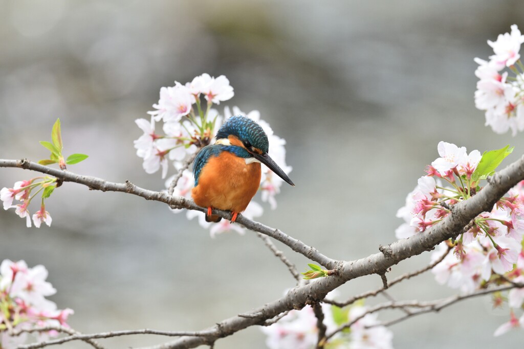 桜とカワセミ