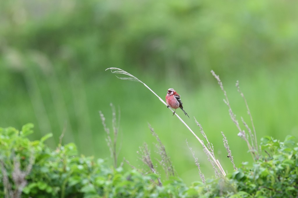 ベニマシコ　ゆらり