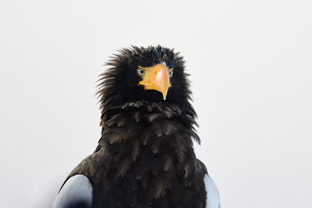 オオワシ