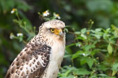 カンムリワシ 幼鳥