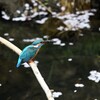 桜とカワセミ