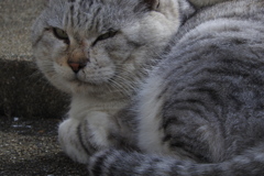 野良猫0002-02