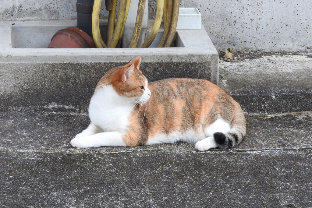 野良猫0001-02