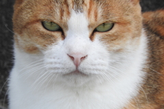 野良猫0001-01