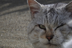 野良猫0002-01