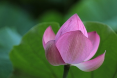 蓮の花（2）