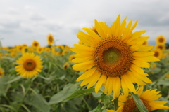 Sunflowers-2
