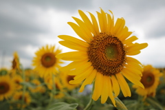Sunflowers-6
