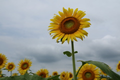 Sunflowers-１