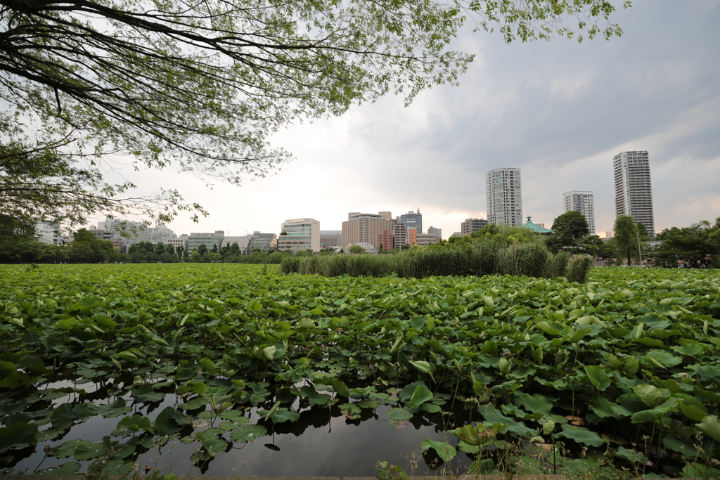 上野公園不忍池