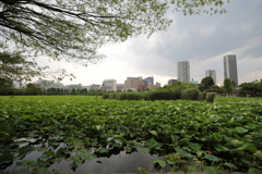 上野公園不忍池