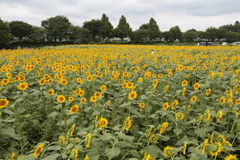 Sunflowers-3