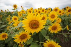 Sunflowers-5