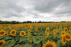 Sunflowers-8