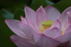蓮の花（3）