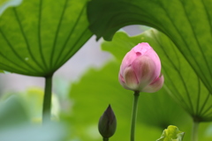 蓮の花（6）