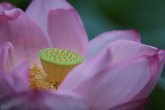 蓮の花（1）