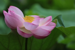 蓮の花（4）