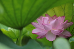 蓮の花（8）