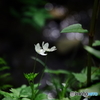IMGP3762
