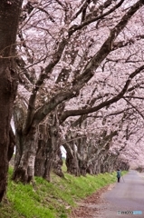 ふるさとの桜を遺す_２