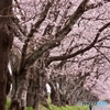 ふるさとの桜を遺す_２