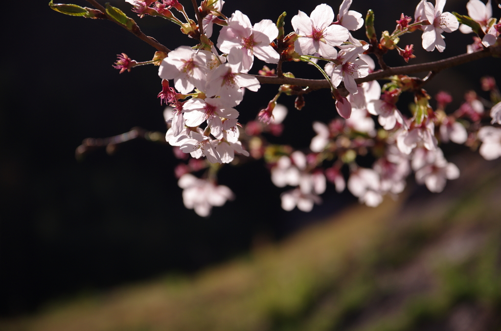 桜