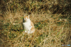 陽だまり