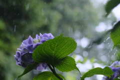 雨中の紫陽花