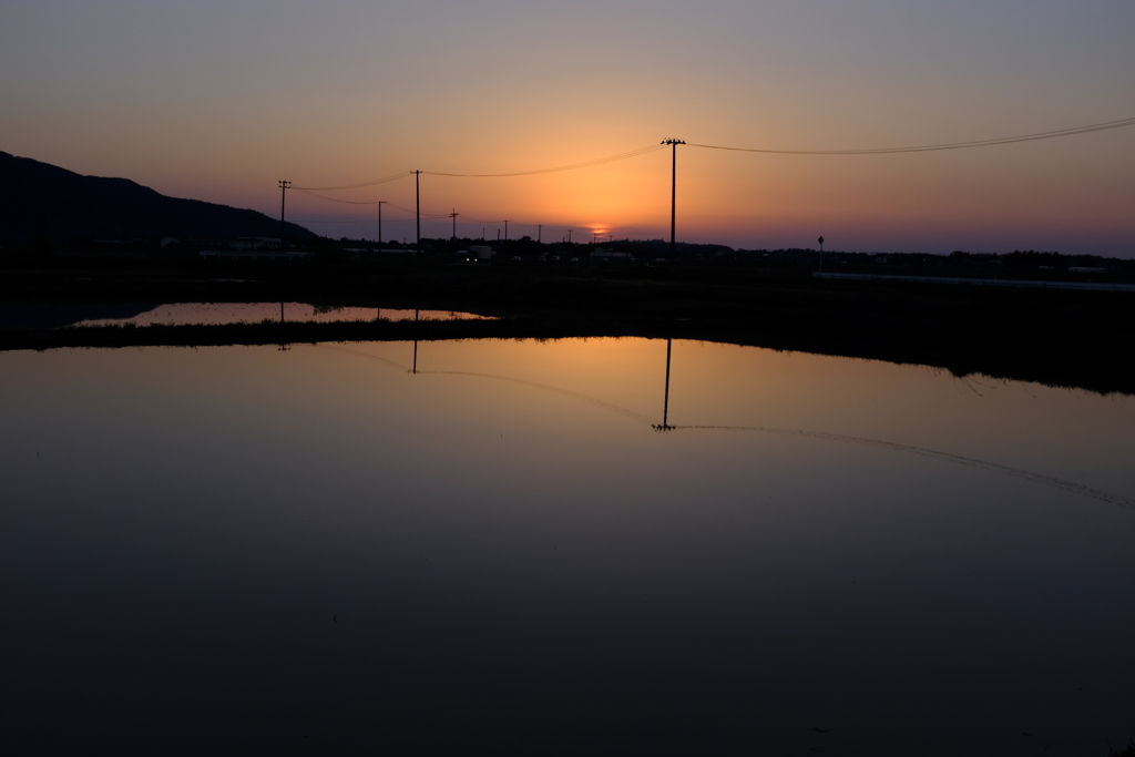 夕暮れに染まる田んぼ