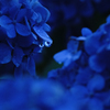 紫陽花の涙