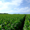 たばこ畑