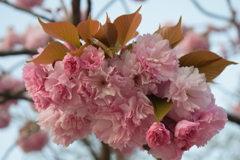 近くの公園の八重桜