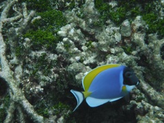 モルディブで撮った写真。