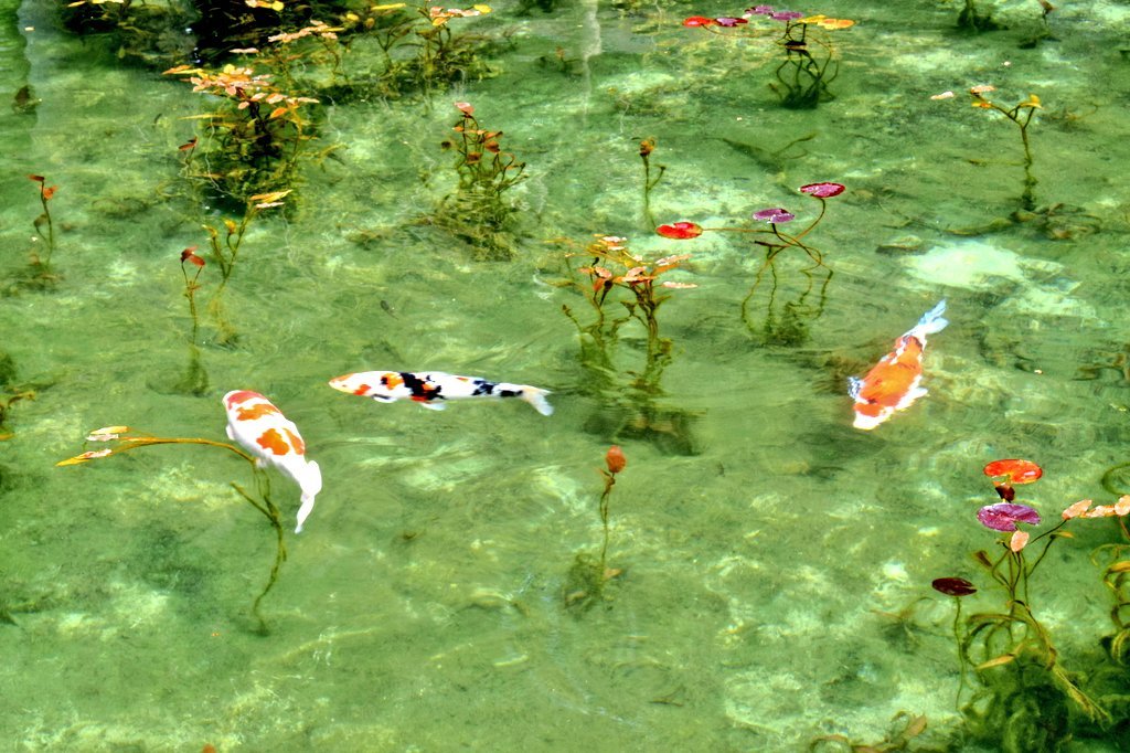 モネの池